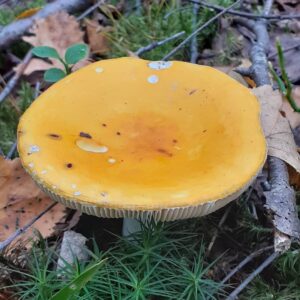 Сыроежка желтая (Russula claroflava)