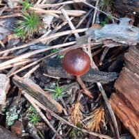 Галерина сфагновая (Galerina sphagnorum)
