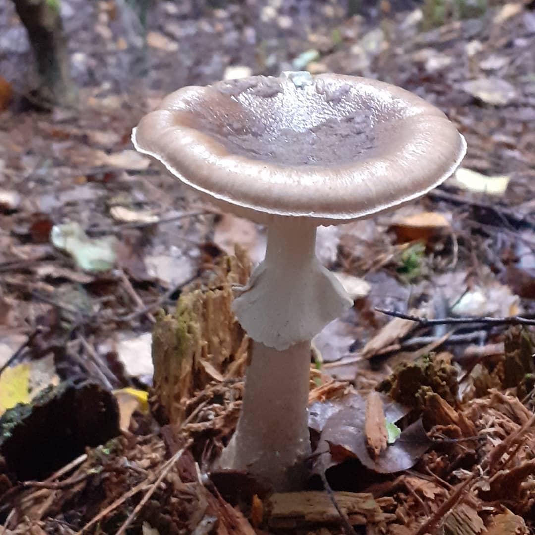 Мухомор порфировый (Amanita porphyria)