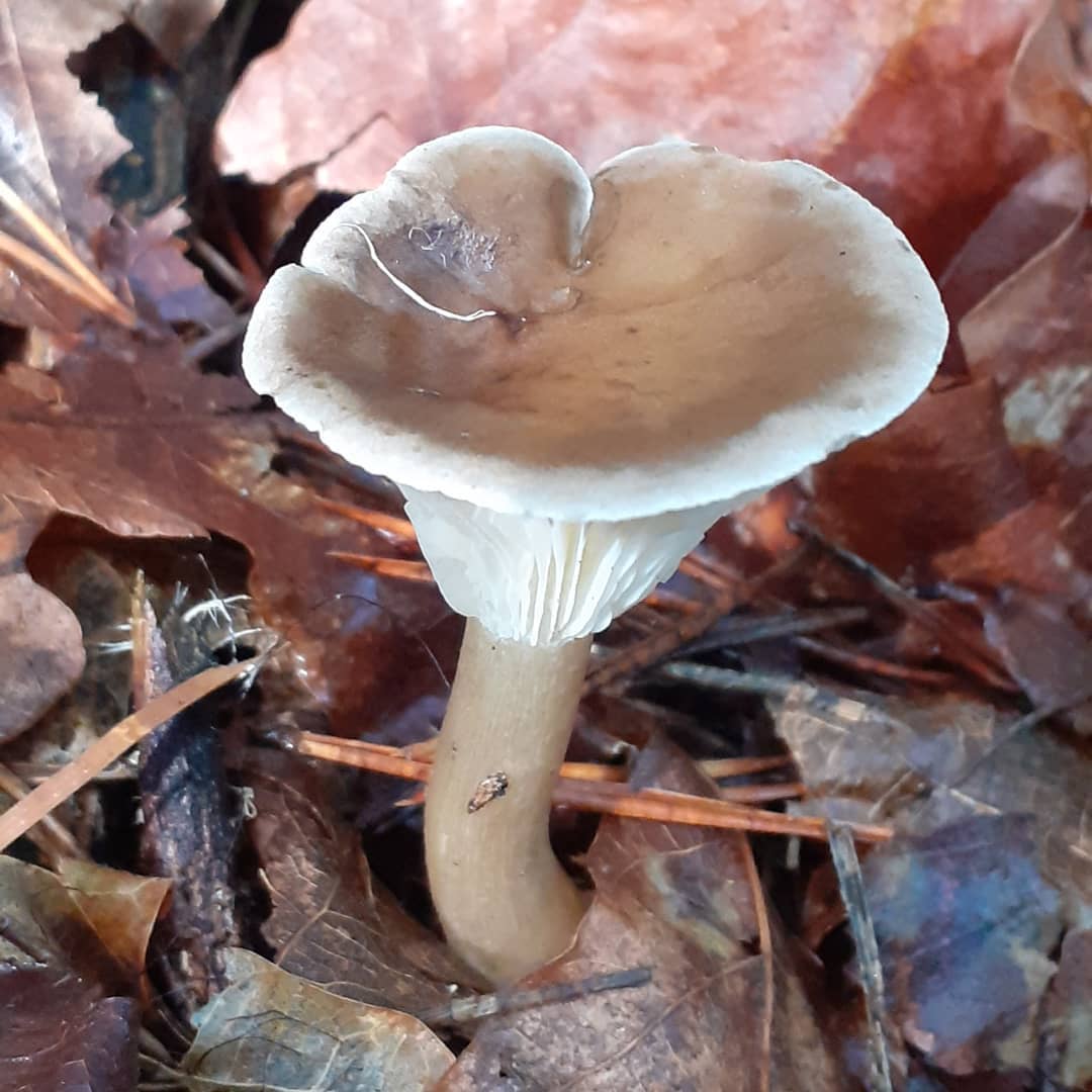 Говорушка булавоногая (Clitocybe clavipes)