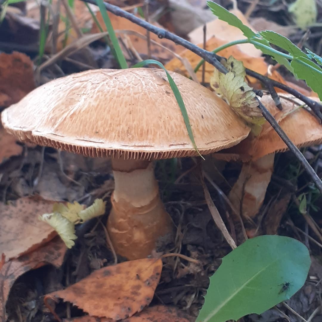 Паутинник триумфальный (Cortinarius triumphans)
