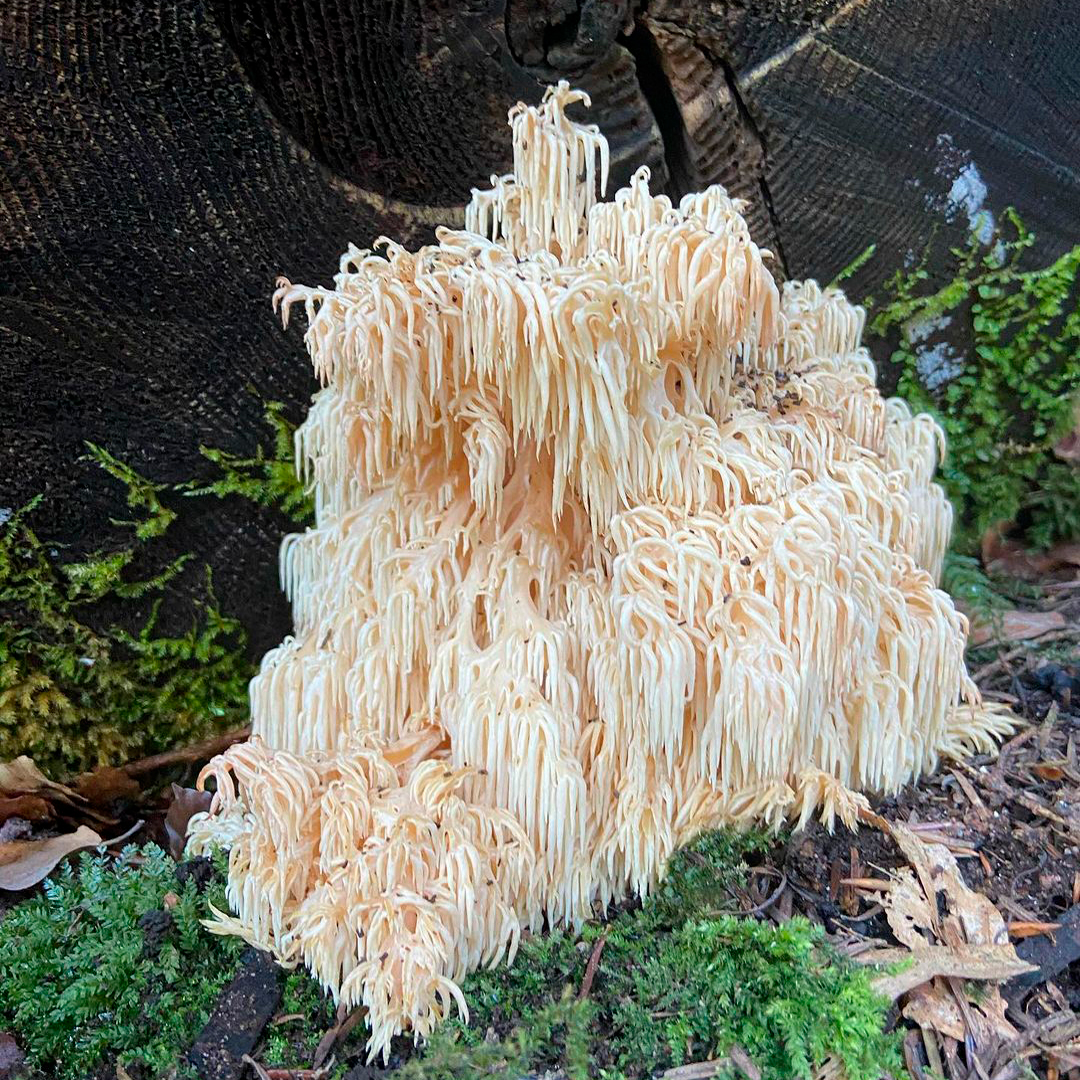 Ежовик альпийский (Hericium flagellum)