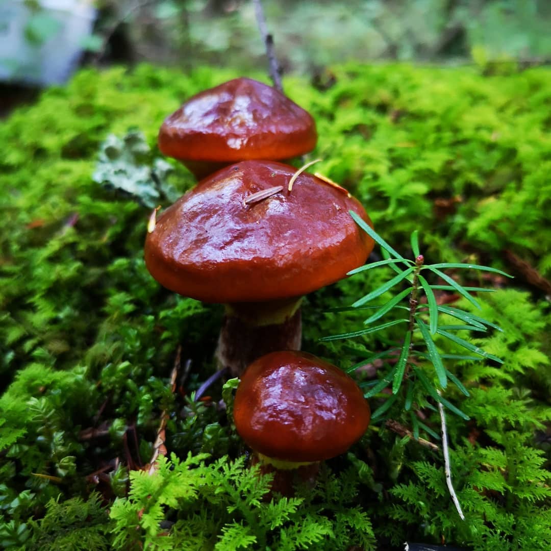 Маслёнок Клинтона (Suillus clintonianus)