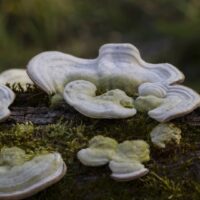 Траметес жестковолосистый (Trametes hirsuta)
