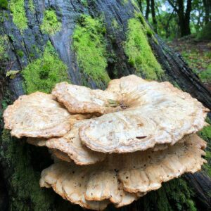 Летипорус бежевопоровый (Laetiporus cremeiporus)