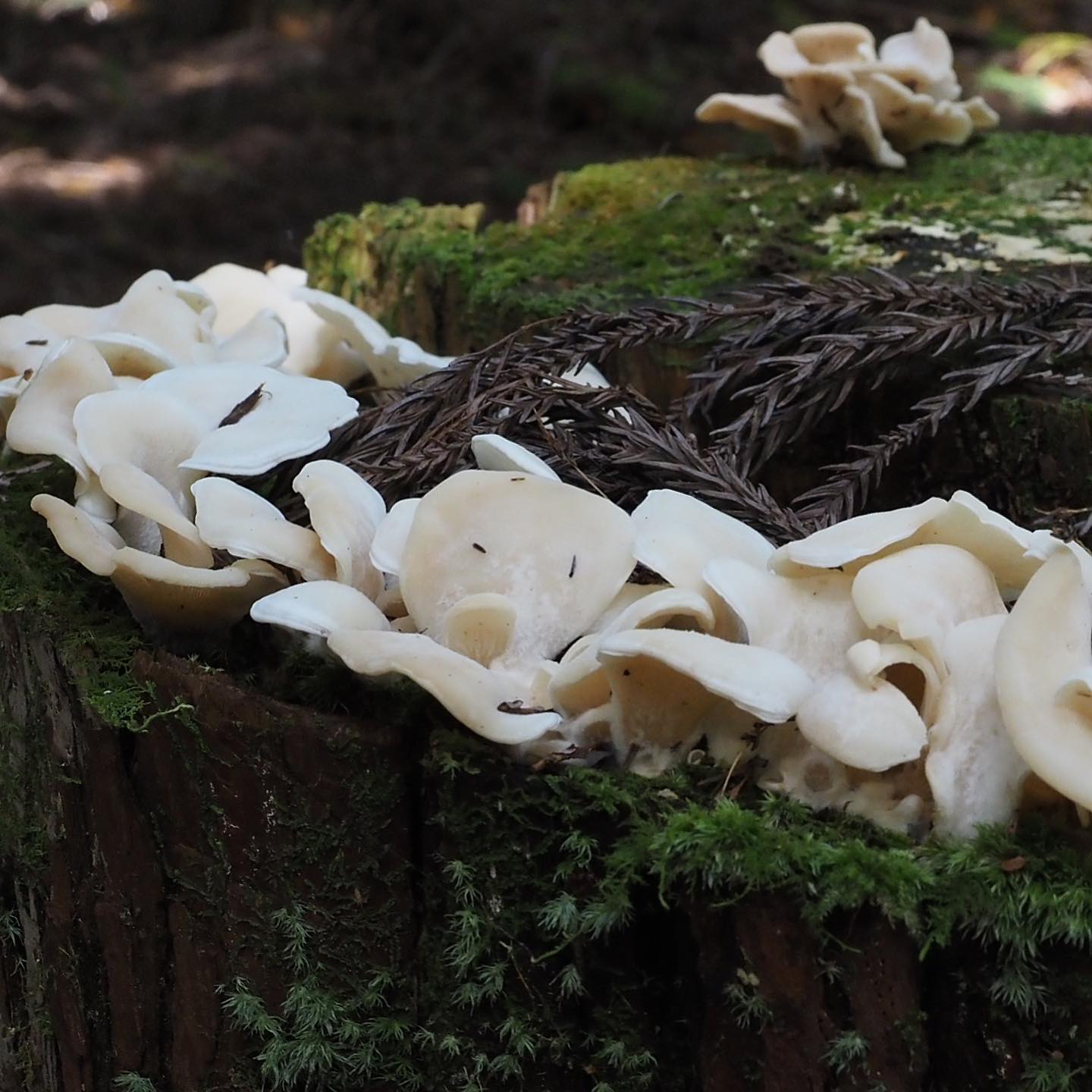 Плевроцибелла выступающая (Pleurocybella porrigens)
