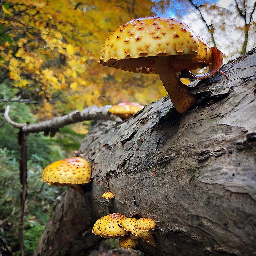Чешуйчатка вощёная (Pholiota cerifera)