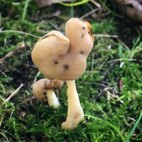 Лопастник упругий (Helvella elastica)