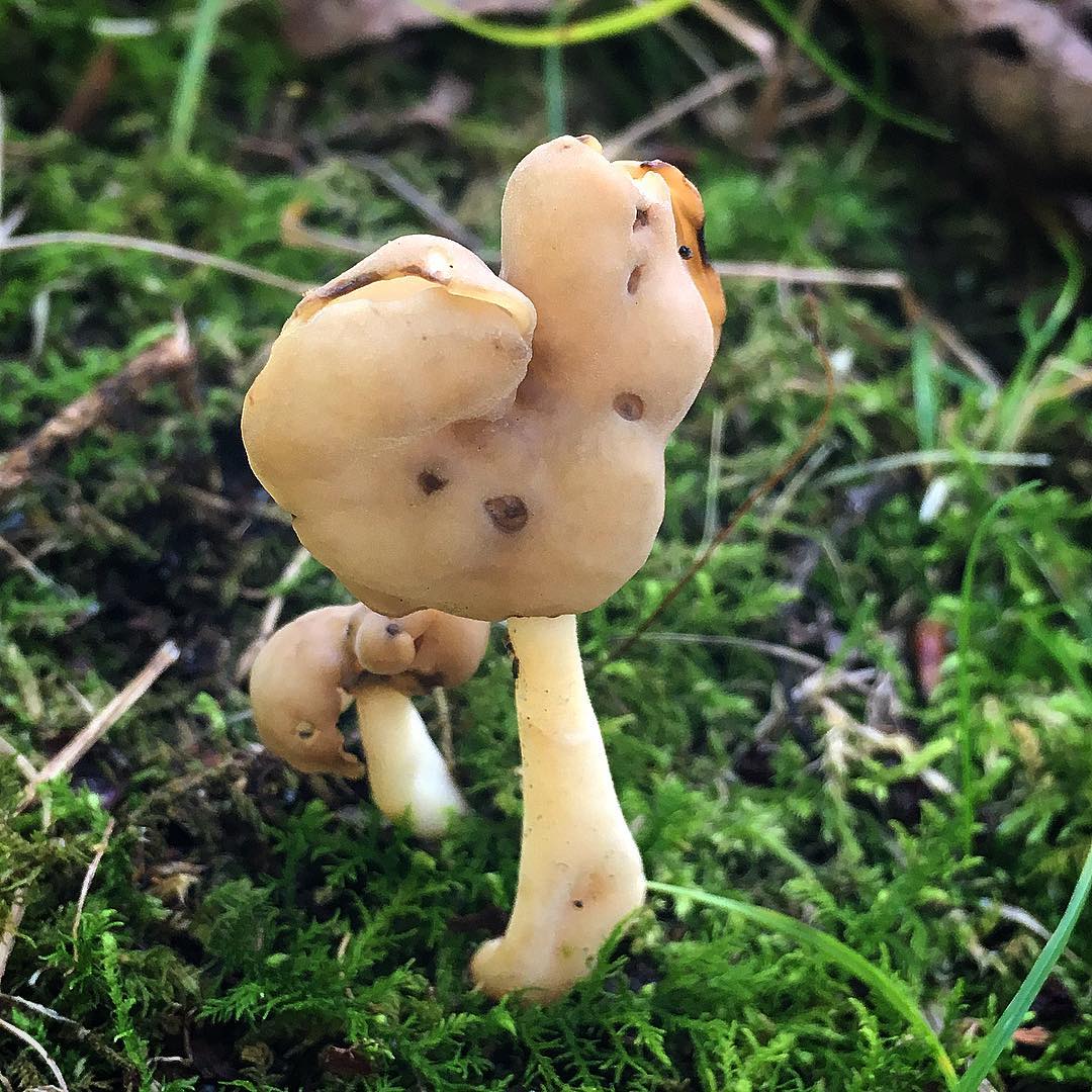 Лопастник упругий (Helvella elastica)