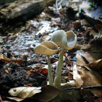 Лопастник длинноножковый (Helvella macropus)