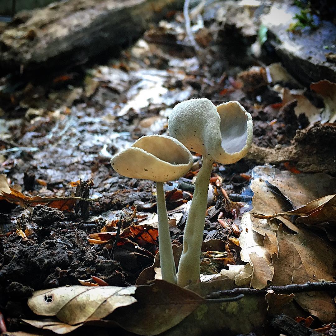 Лопастник длинноножковый (Helvella macropus)