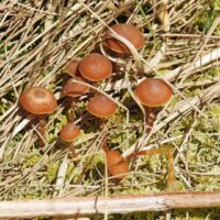 Галерина болотная (Galerina paludosa)