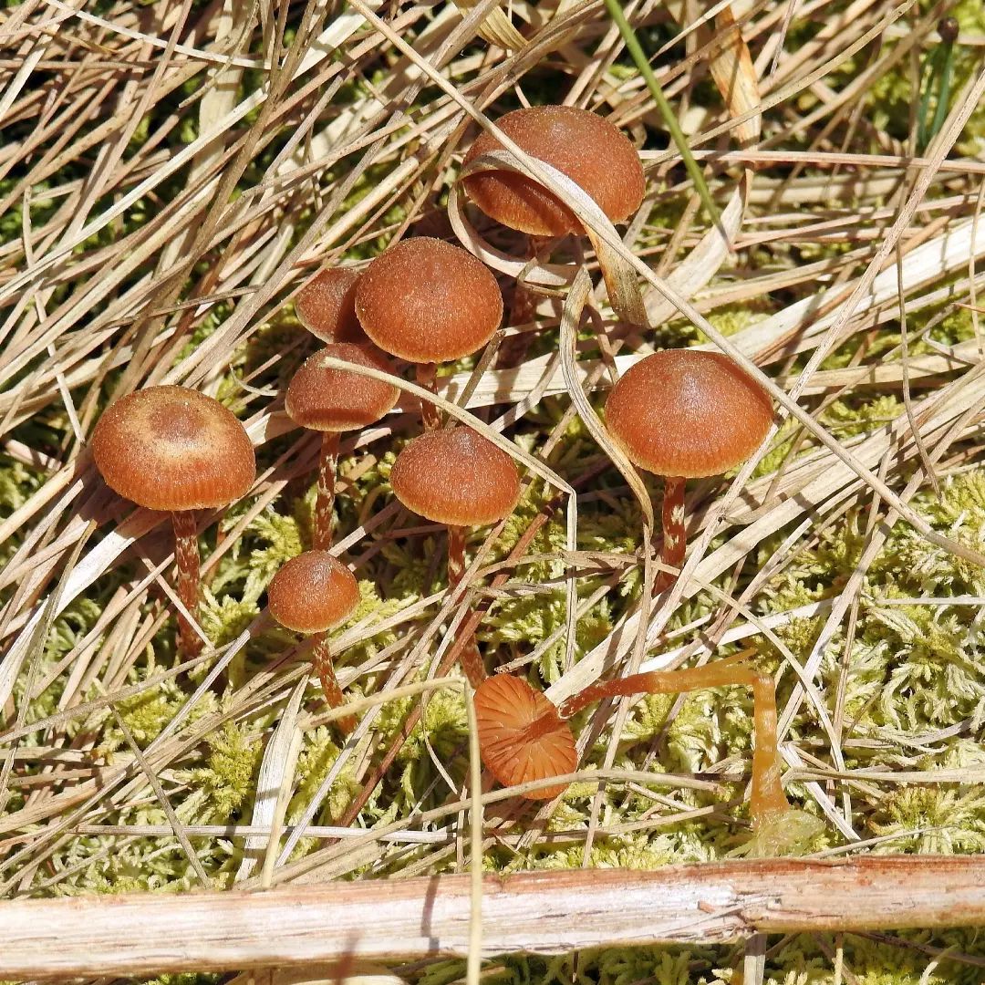 Галерина болотная (Galerina paludosa)