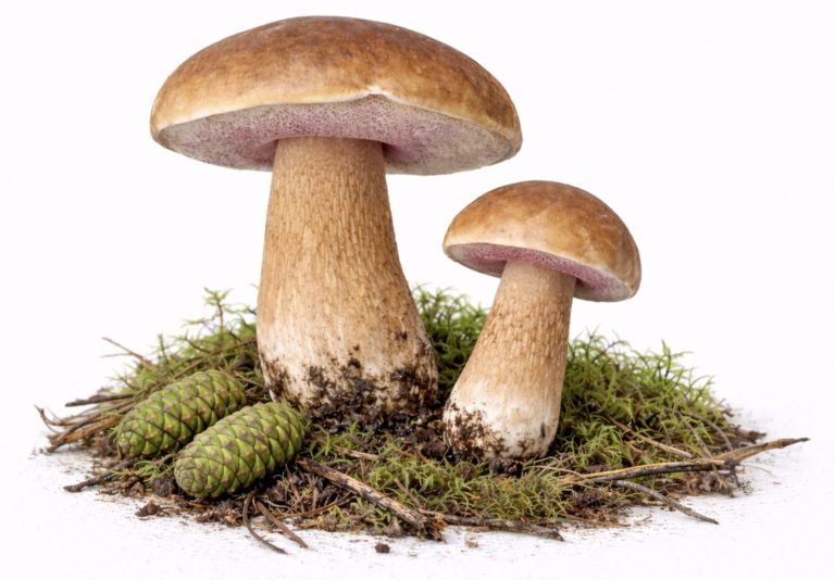Желчный гриб (Tylopilus felleus)