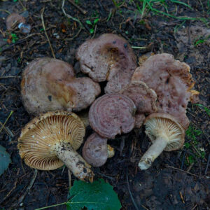 Волнушка серая (Lactarius flexuosus)