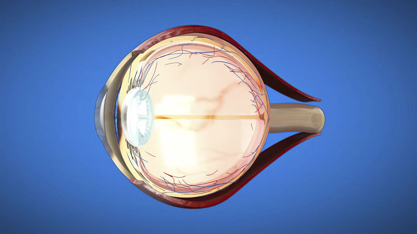 3d-anatomical-model-eye_183364-119291.jpg