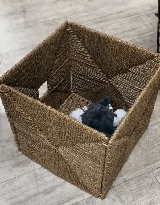 Корзина водоросли Книпса