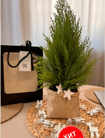 Живая мини елка в кашпо