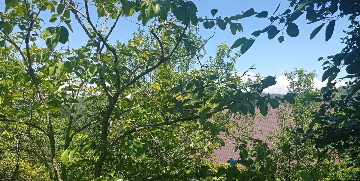 Участок в Каштанах