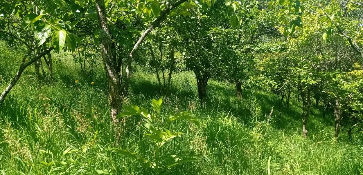 Участок в Каштанах - фото 4