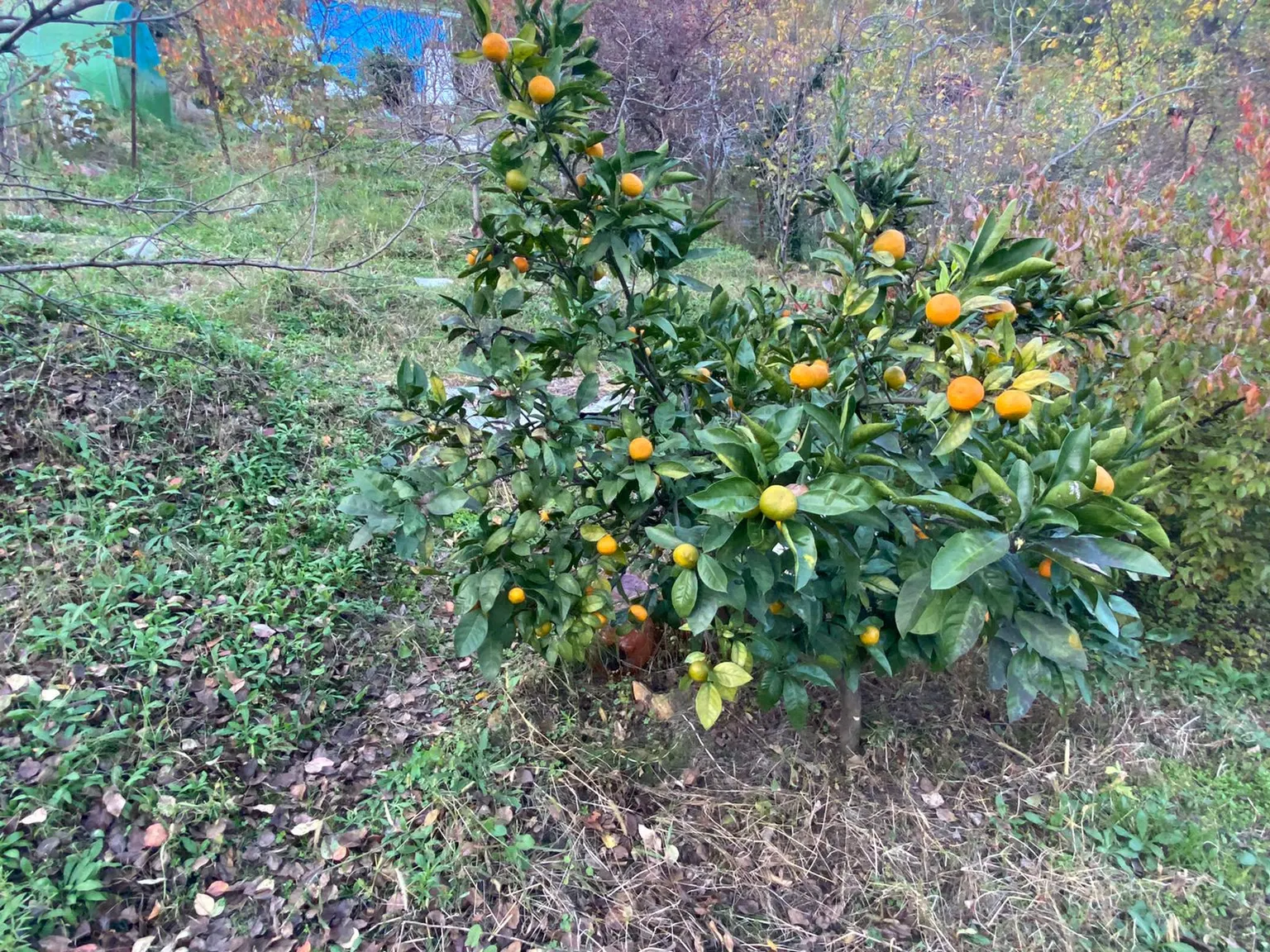 Продажа земельного участка - фото 2