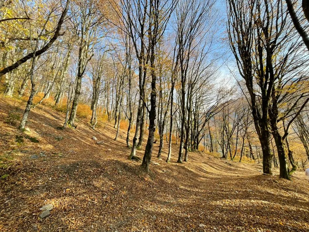 Участок в Красной Поляне