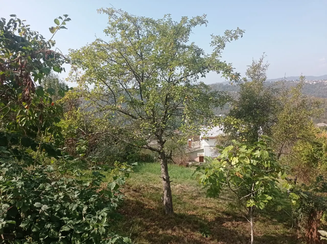 Участок в Сочи - фото 3