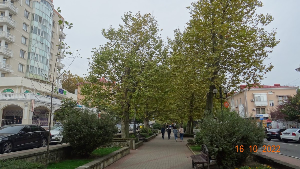 Платановая аллея
