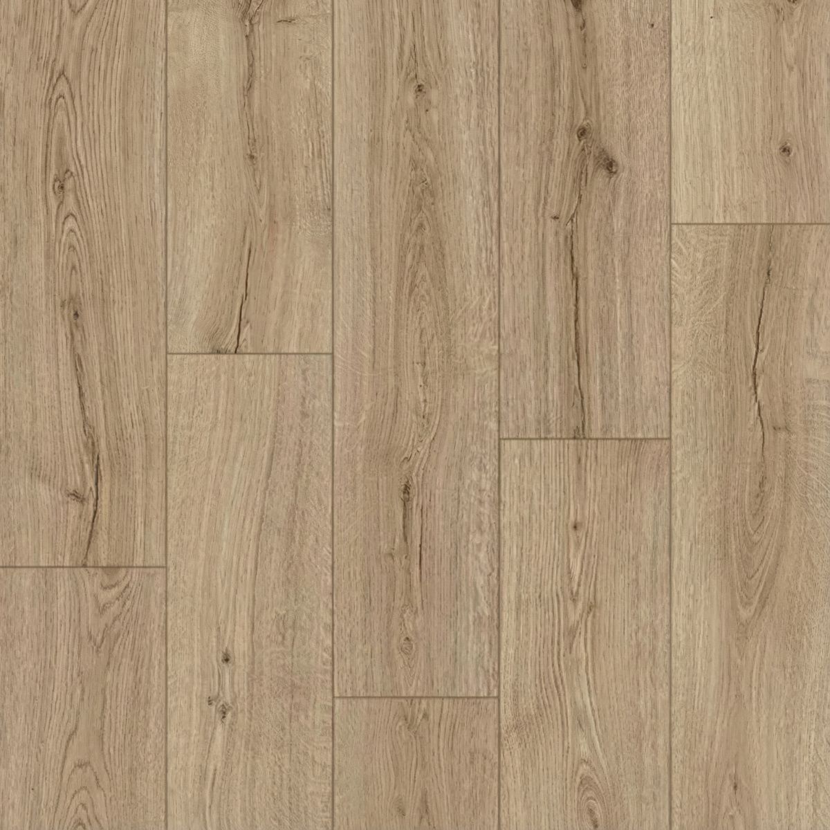 Dub-subtropicheskiy-IM8603