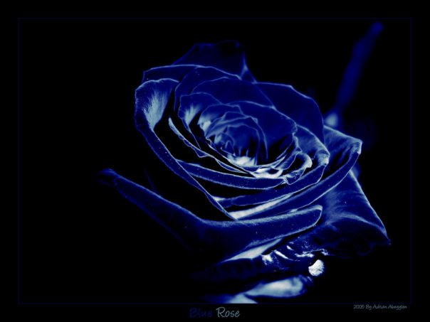 TheBlueRose