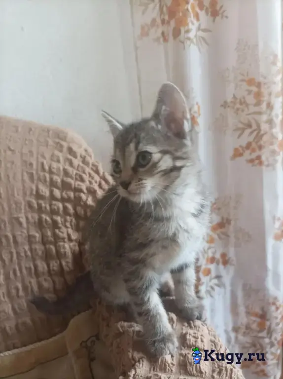 Кошечка 8 недель в добрые руки