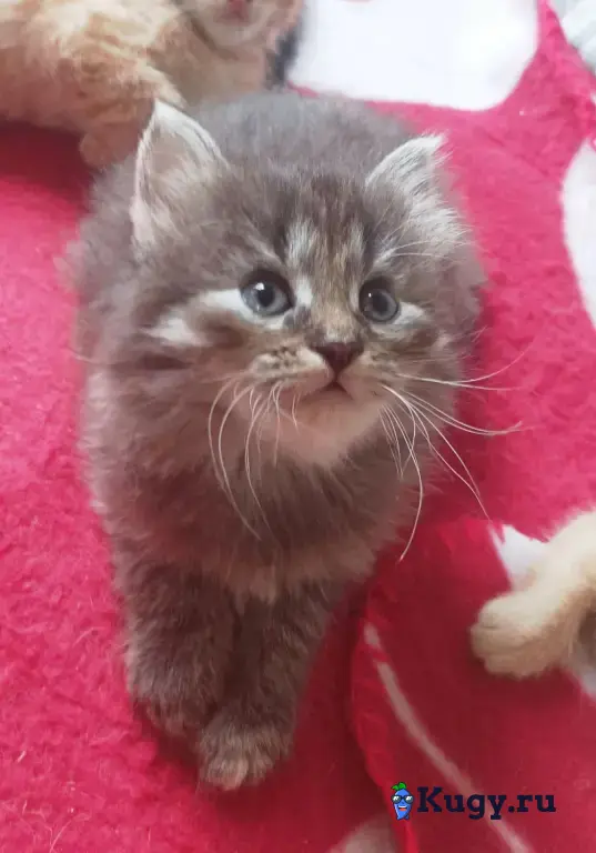 Котенок девочка ищет новый дом