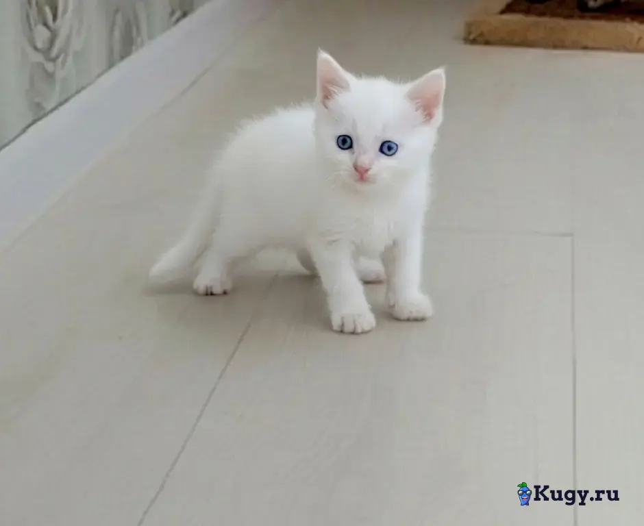 Снежный бенгоран. Бенгальские котята