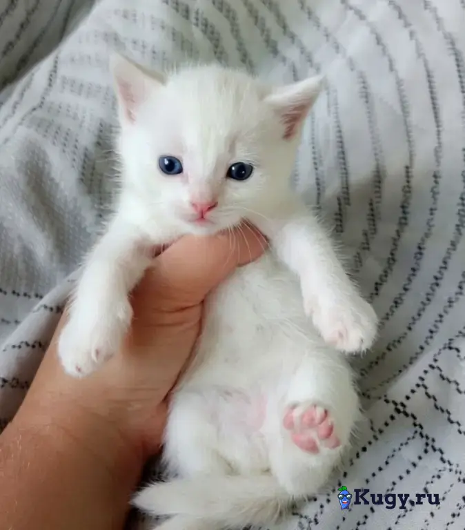 Снежный бенгоран. Бенгальские котята