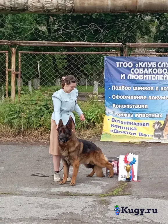 Предлагается к вязке кобель немецкой овчарки