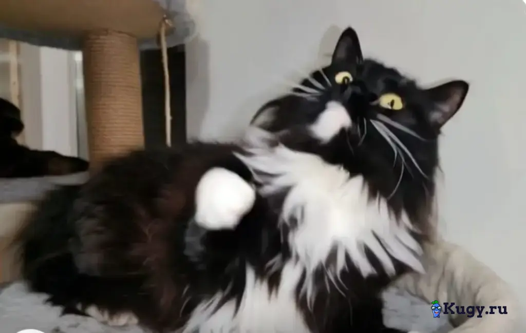 Ева кошка которую никто не замечает