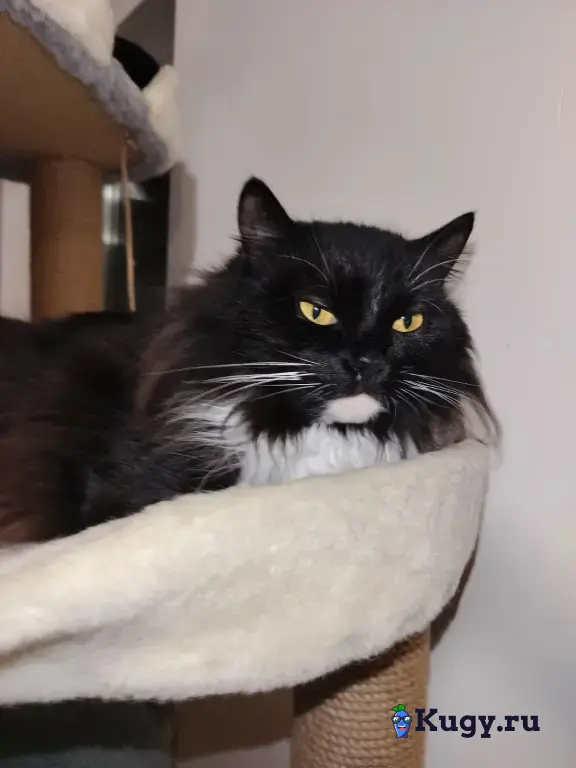 Ева кошка которую никто не замечает