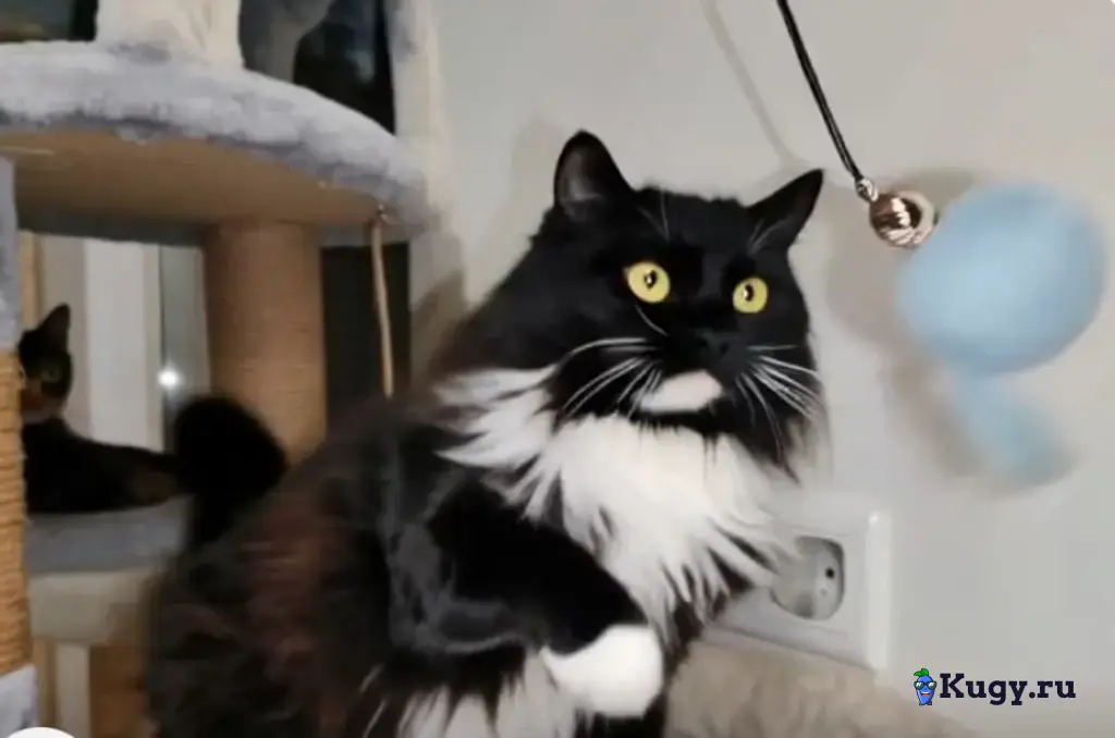 Ева кошка которую никто не замечает