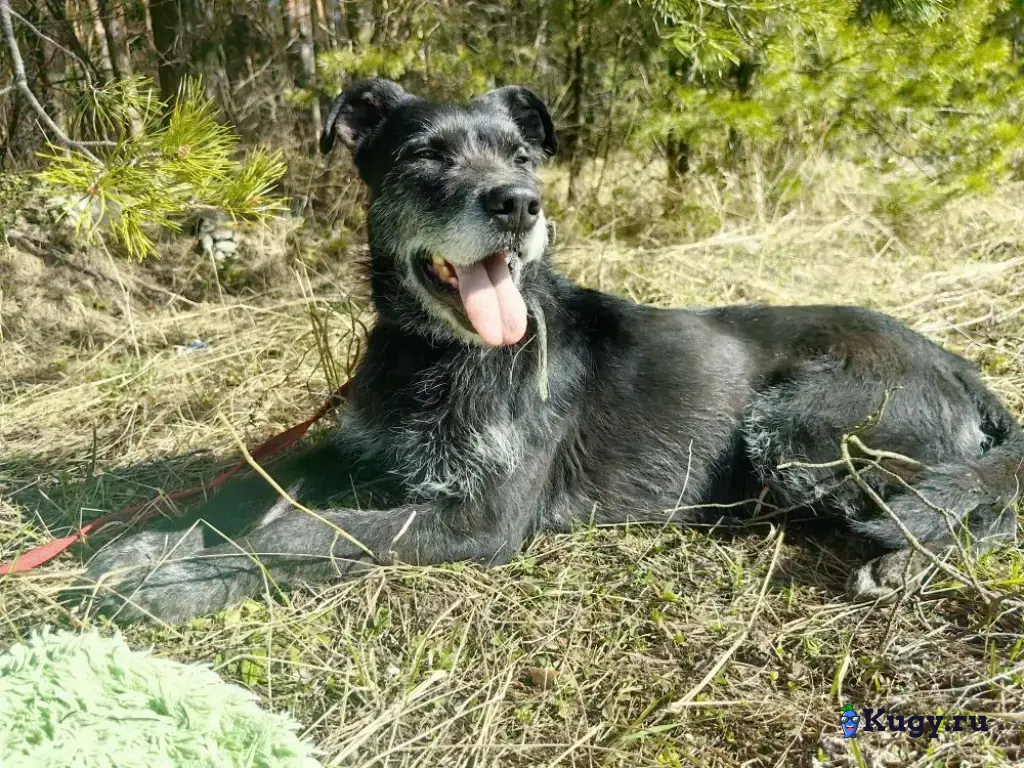 Багги сдали в приют спустя 6 лет