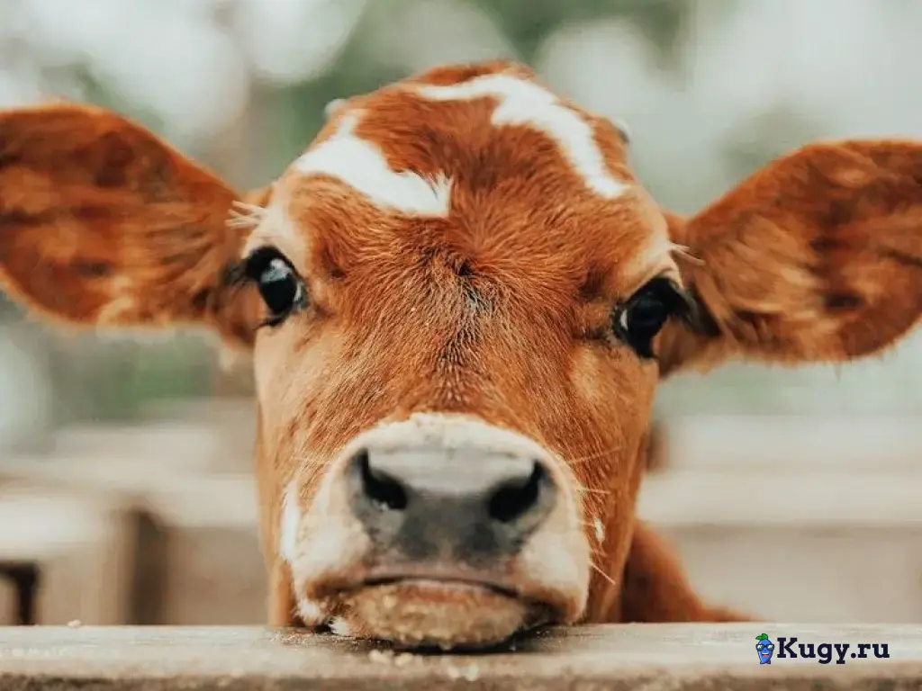 Доярка вахтой с проживанием