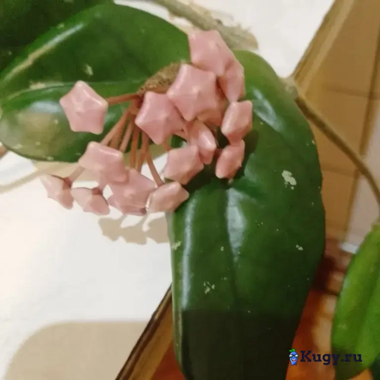 Восковой плющ (лиана)