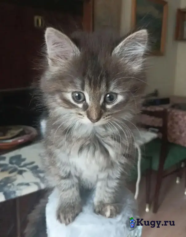 Котенок девочка ищет новый дом