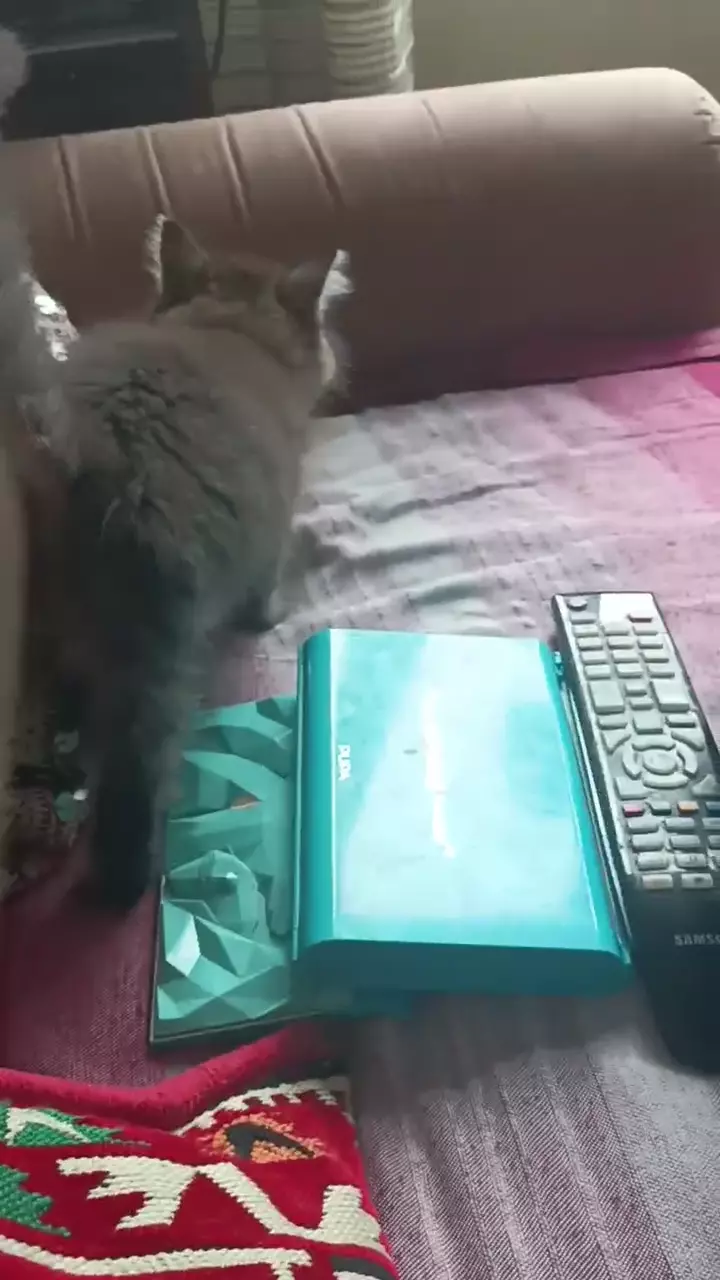 Котенок девочка ищет новый дом