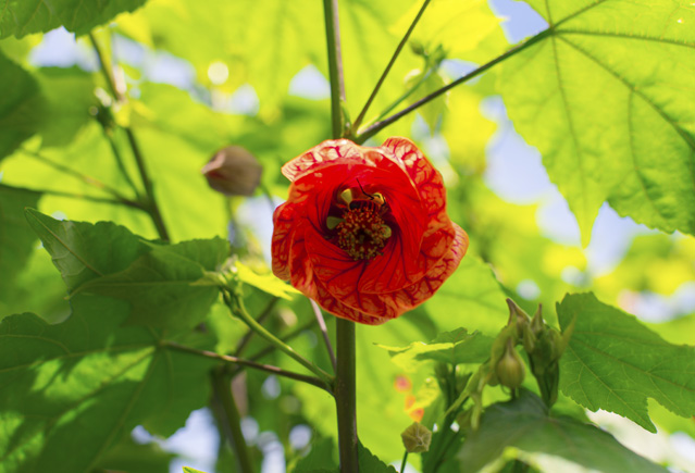 Растение Абутилон (Abutilon)