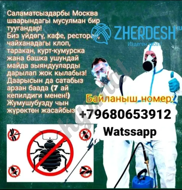 КЛОП,ТАРАКАН ЖАНА БУРГО ДААРЫЛАЙБЫЗ.
