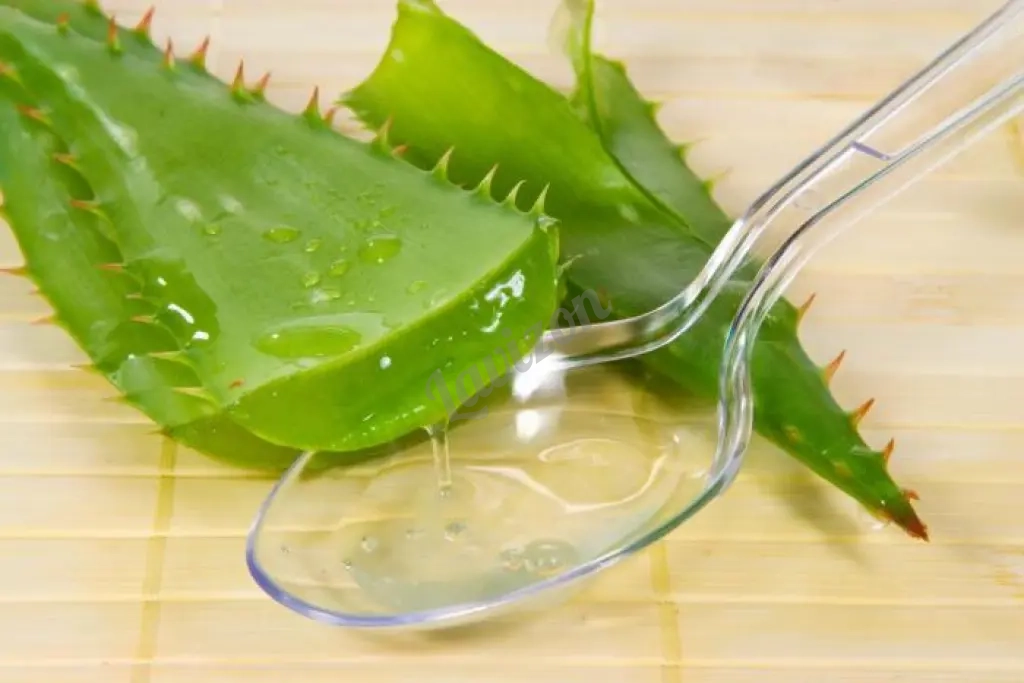 алоэ древовидный лечебный хороший подарок к новому году