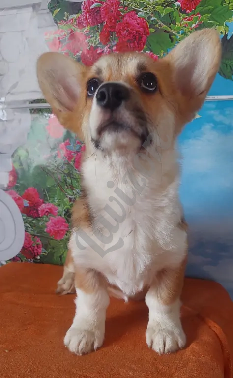 Вельш корги пемброк