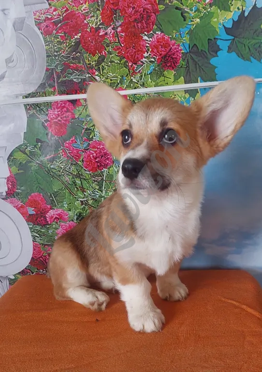 Вельш корги пемброк