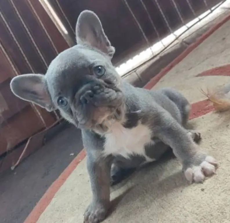 французский бульдог