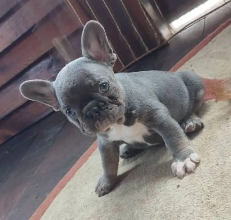 французский бульдог